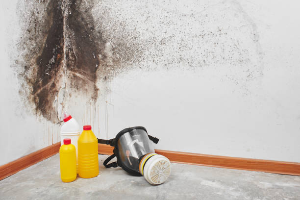 Best Local Mold Removal Service  in Holdrege, NE