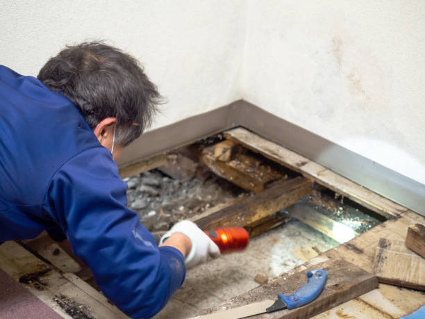 Best Certified Mold Removal  in Holdrege, NE