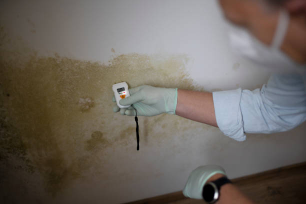 Best Home Mold Removal  in Holdrege, NE