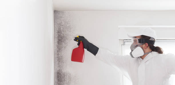 Best Attic Mold Removal  in Holdrege, NE