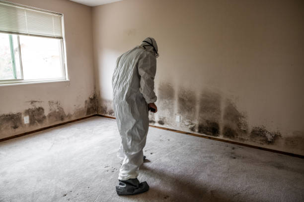 Best Commercial Mold Removal  in Holdrege, NE