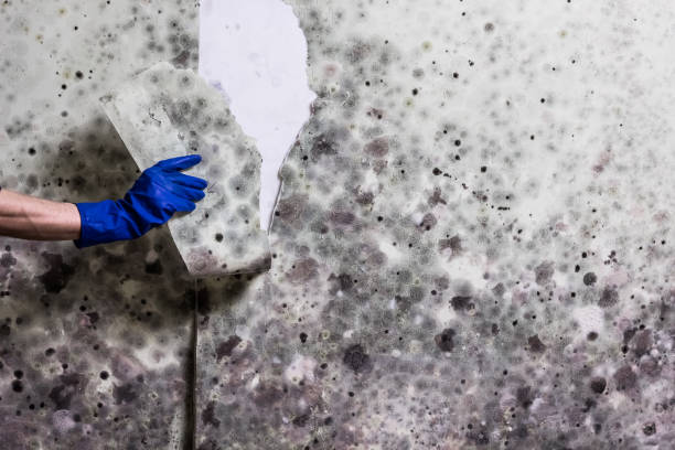 Reliable Holdrege, NE Mold Removal Solutions