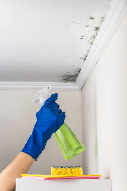 Best Same-Day Mold Removal  in Holdrege, NE
