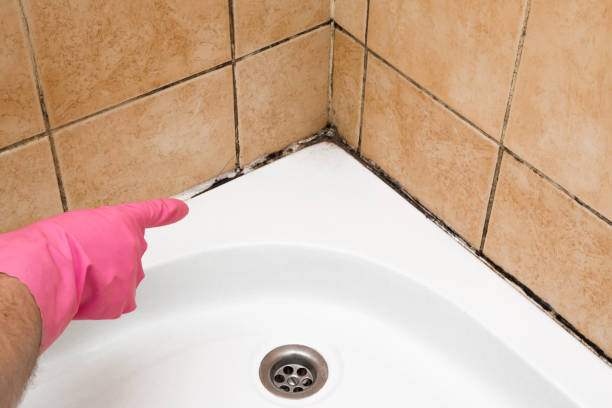 Best Fast Mold Removal  in Holdrege, NE